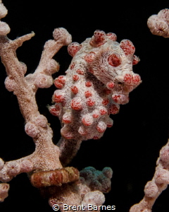 A pygmy seahorse at Lembeh Strait in Indonesia by Brent Barnes 